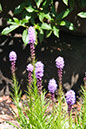 Cox_20110730_037