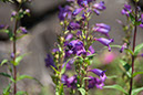 Cox_20110730_048