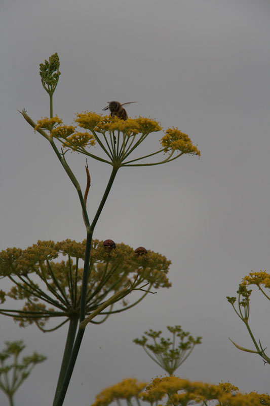 Cox_20110806_056