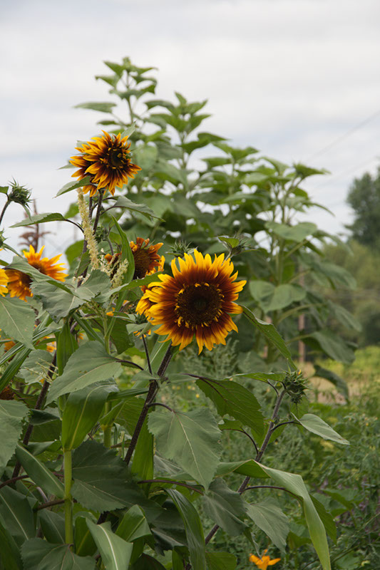 Cox_20110806_144