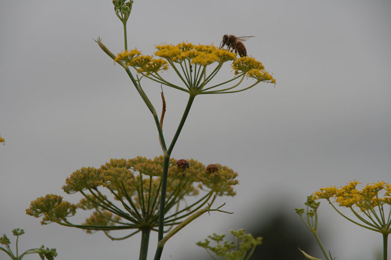 Cox_20110806_053