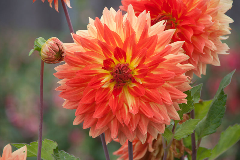 Cox_20110806_027