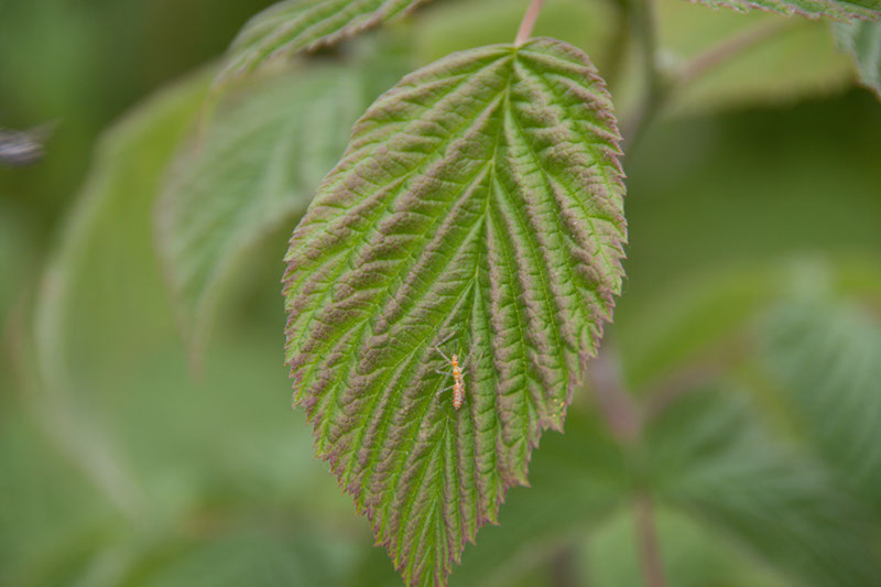 Cox_20110806_124