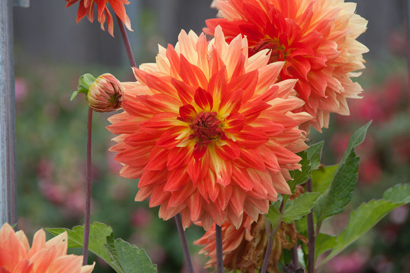 Cox_20110806_028