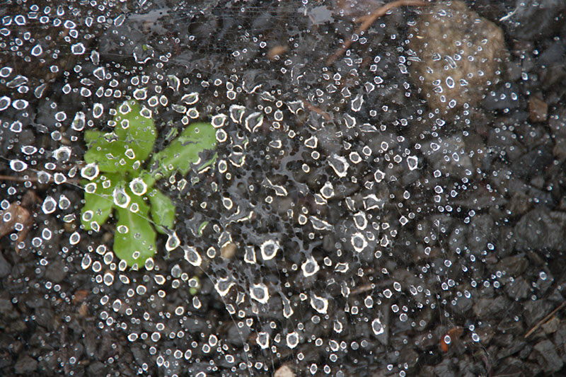 Cox_20110806_099