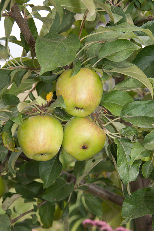Cox_20110806_079