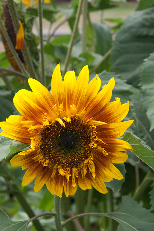 Cox_20110806_178