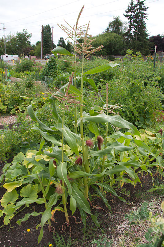 Cox_20110806_161