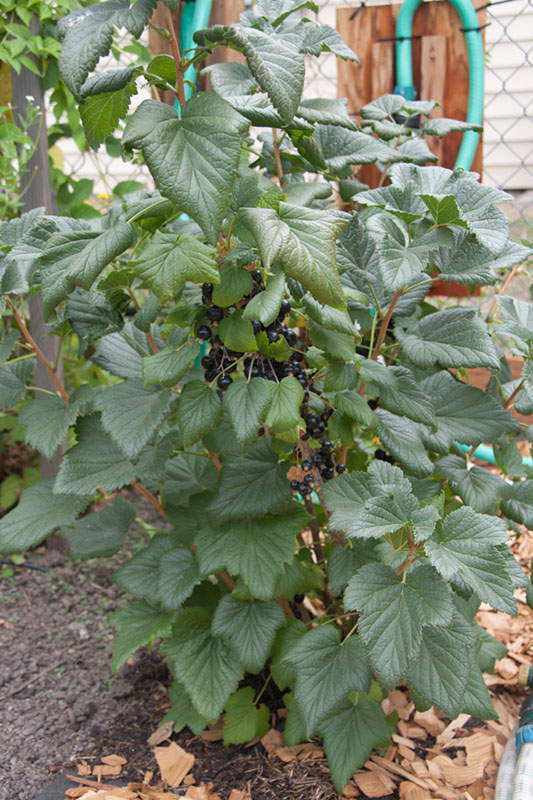 Cox_20110806_113