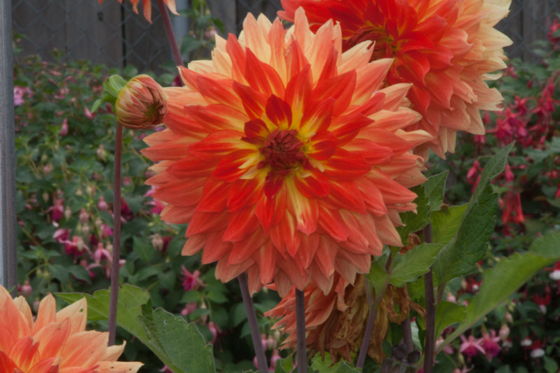 Cox_20110806_036