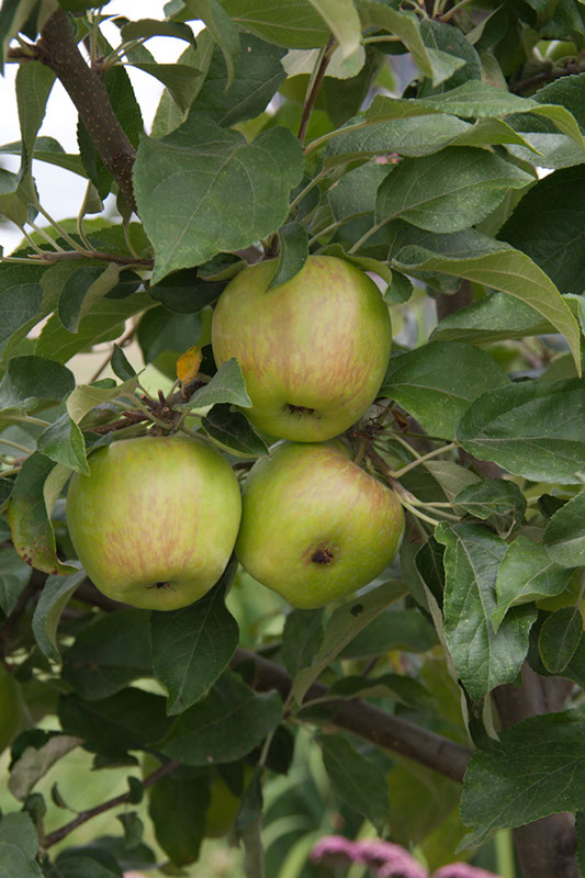 Cox_20110806_080