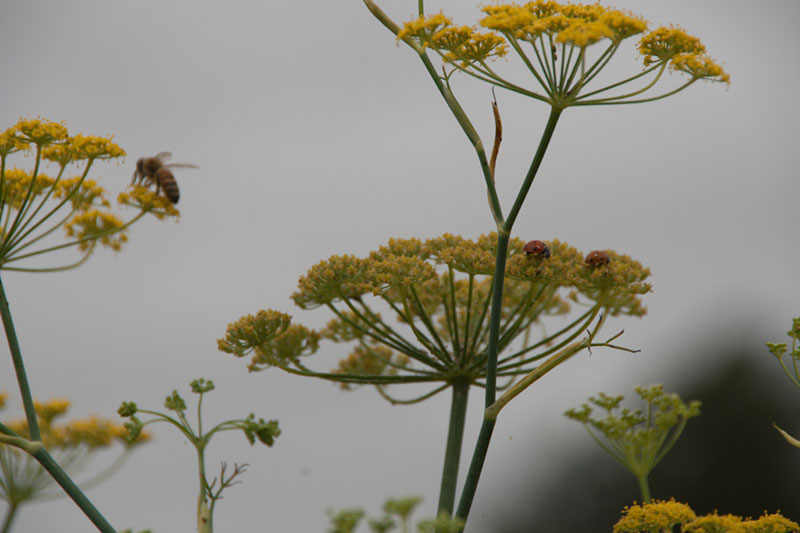 Cox_20110806_051