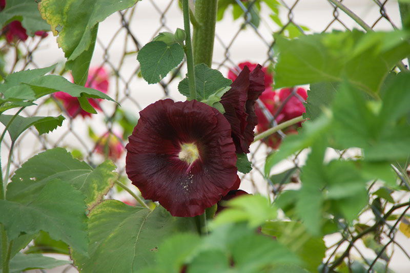 Cox_20110806_119