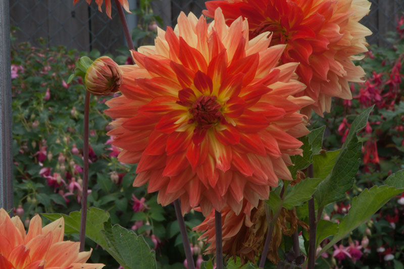 Cox_20110806_033