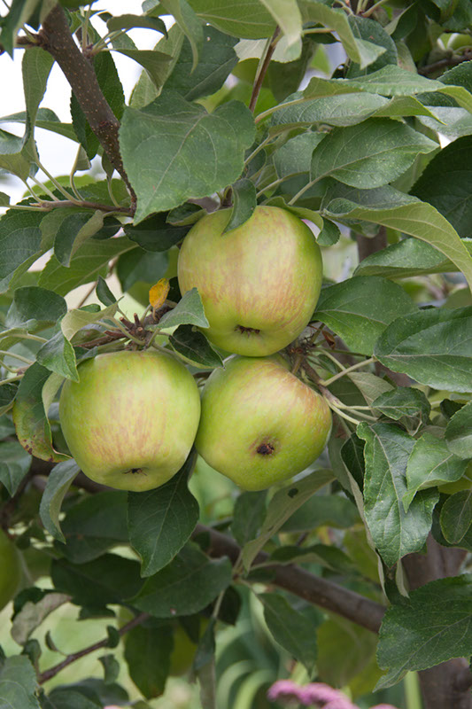 Cox_20110806_077