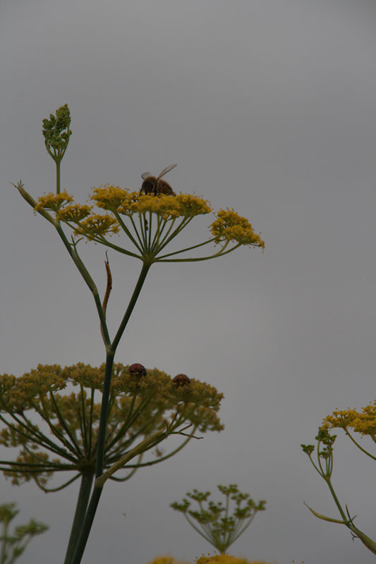 Cox_20110806_055