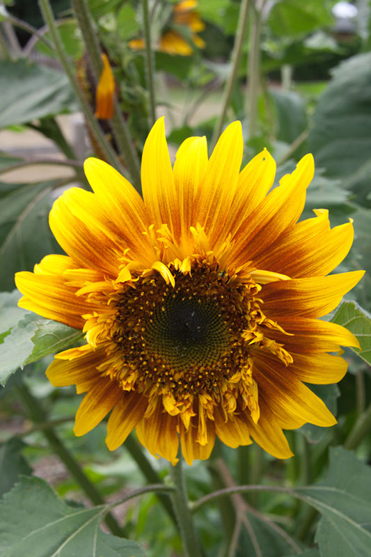 Cox_20110806_180