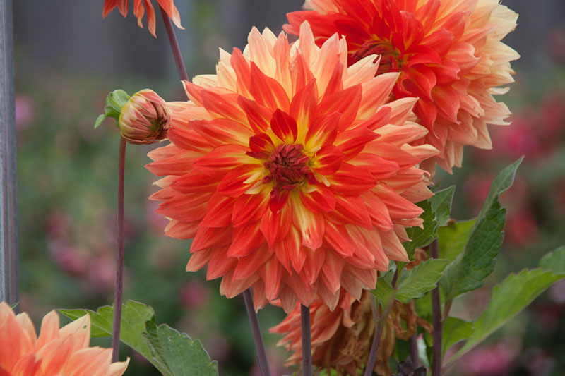 Cox_20110806_030