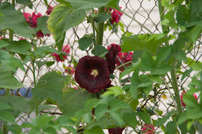 Cox_20110806_120