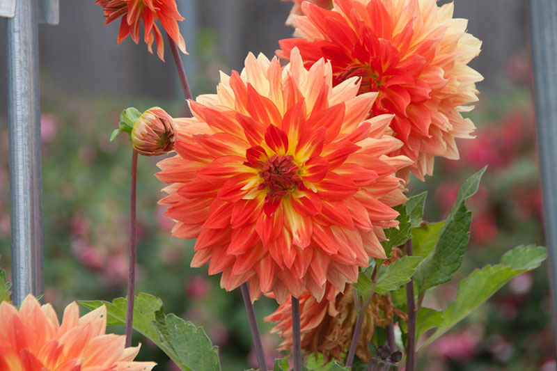 Cox_20110806_029
