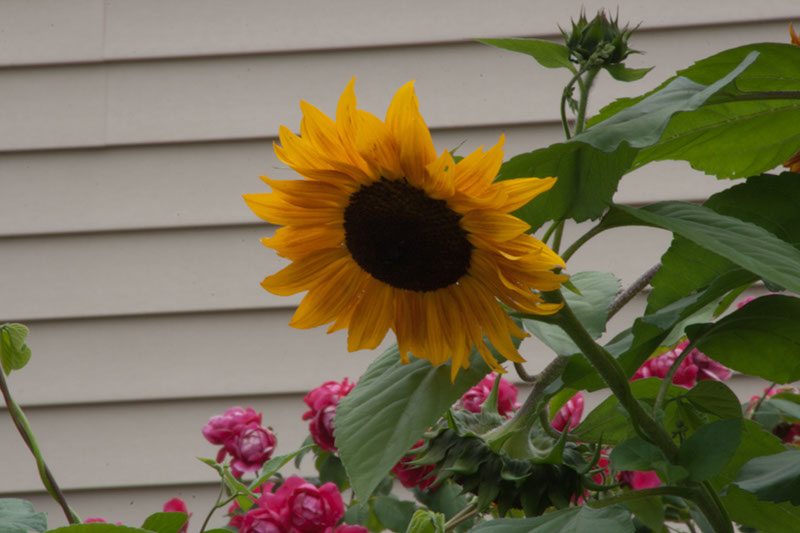 Cox_20110806_111