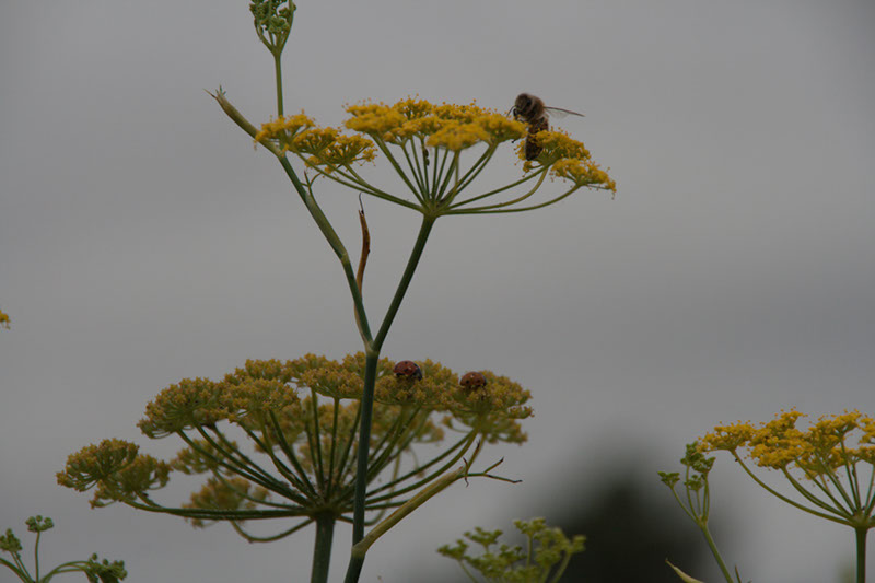 Cox_20110806_052