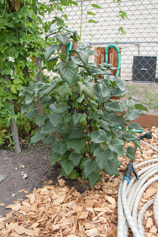 Cox_20110806_114