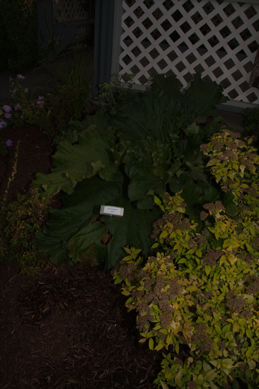 Cox_20110806_071
