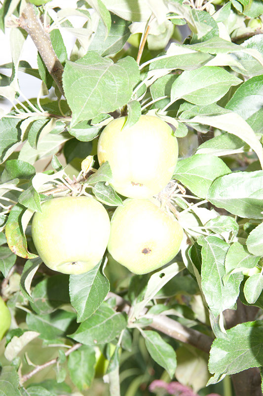 Cox_20110806_078