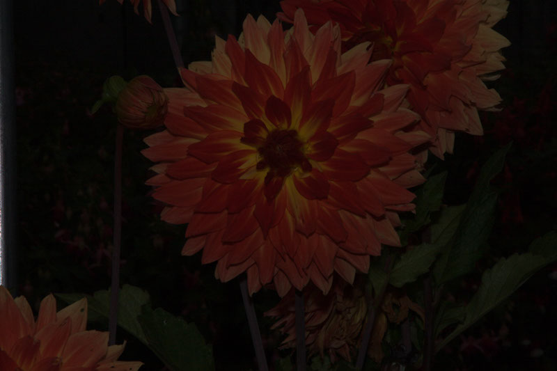 Cox_20110806_035