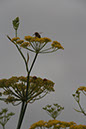 Cox_20110806_056