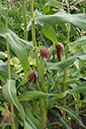 Cox_20110806_162