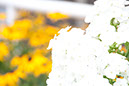 Cox_20110806_087