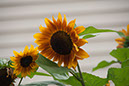 Cox_20110806_108
