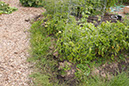 Cox_20110806_158