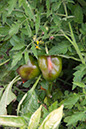 Cox_20110806_172