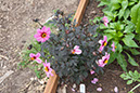 Cox_20110806_181