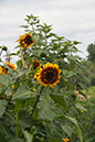 Cox_20110806_144