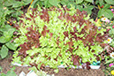 Cox_20110806_020