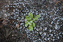 Cox_20110806_101