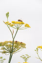 Cox_20110806_054