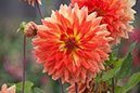 Cox_20110806_027