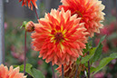 Cox_20110806_028