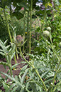 Cox_20110806_176