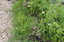 Cox_20110806_157