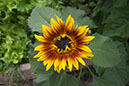 Cox_20110806_177