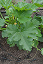 Cox_20110806_063