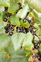 Cox_20110806_115