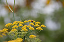 Cox_20110806_047