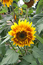 Cox_20110806_179